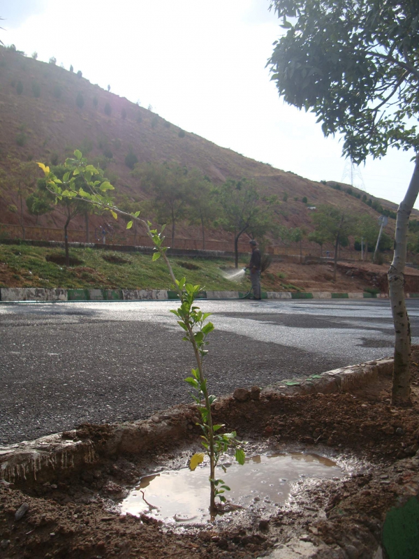 درختکاری در رشدیه